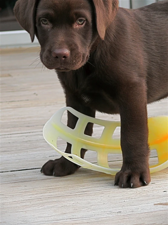 the puppy is playing with a frisbee on a porch