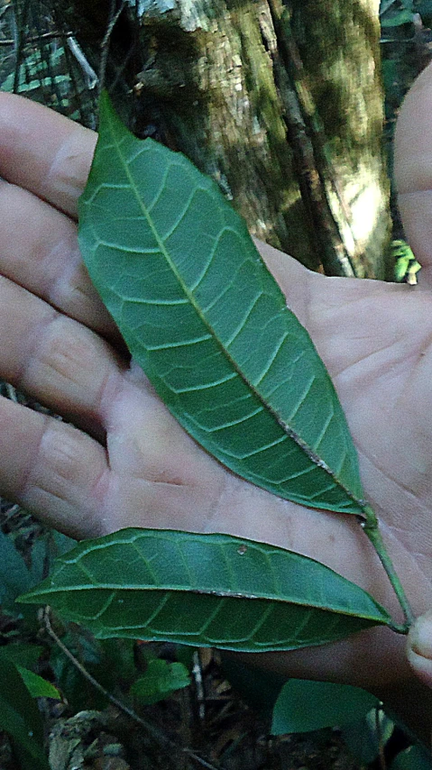 person holding out their green leaf for the camera