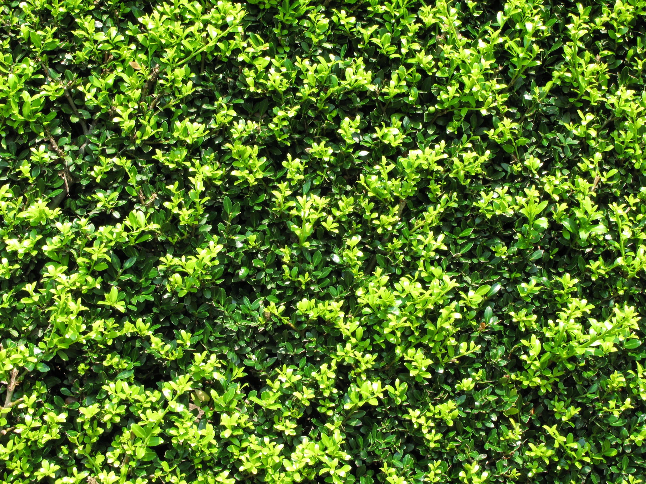 the plants are covered in lots of green leaves