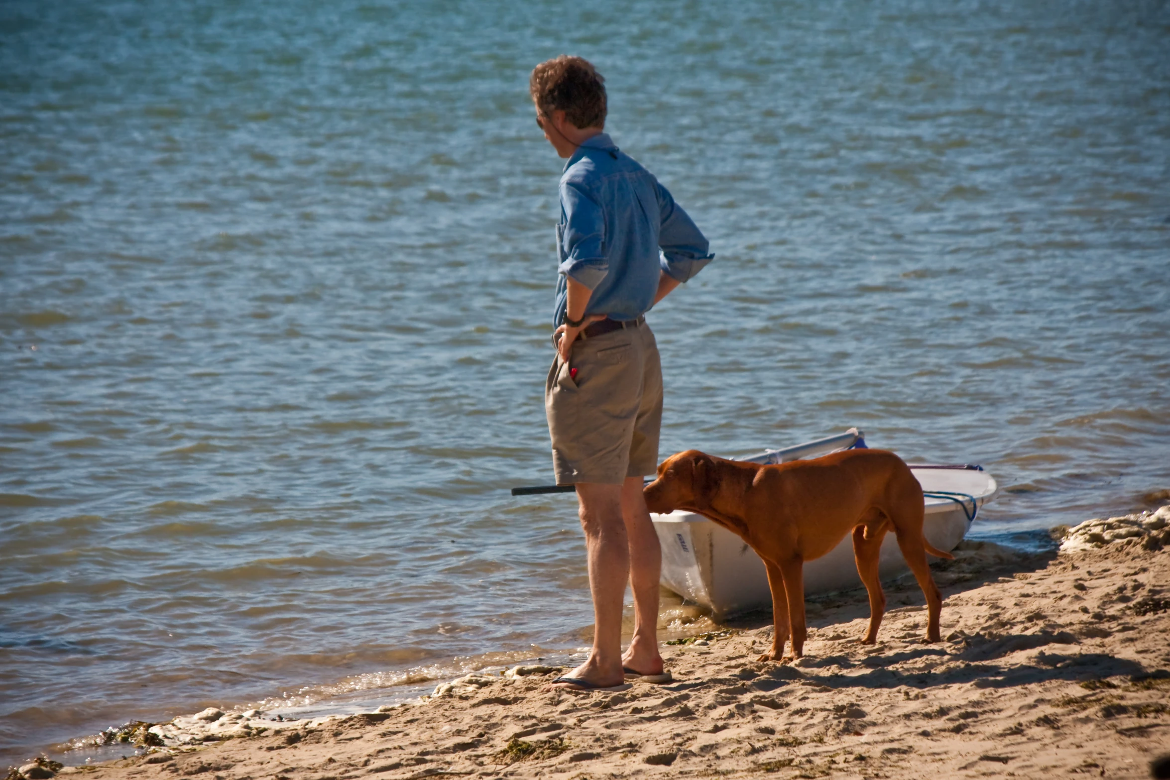 a boy stands on the shore while a brown cow stands in front of him