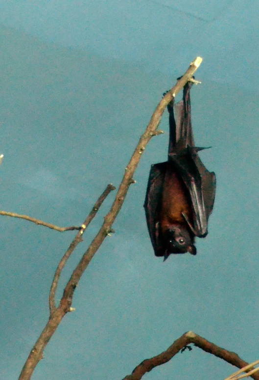 a small black bat hangs off a nch in the water