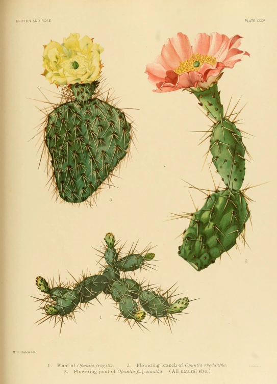 three cactuses have large yellow and pink flowers