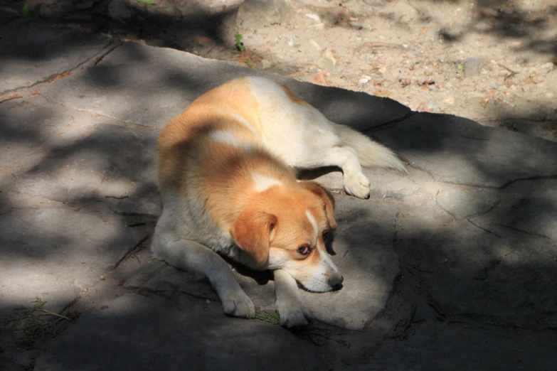 a white and brown dog laying on the ground next to a pile of rocks