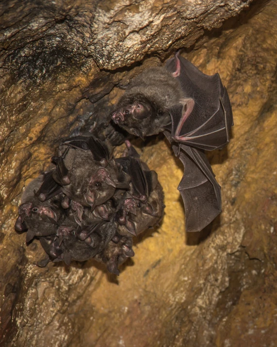 a bat hanging upside down in a cave