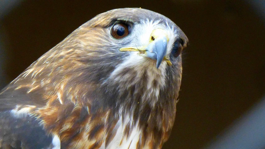 this is a bird with very big brown and white feathers