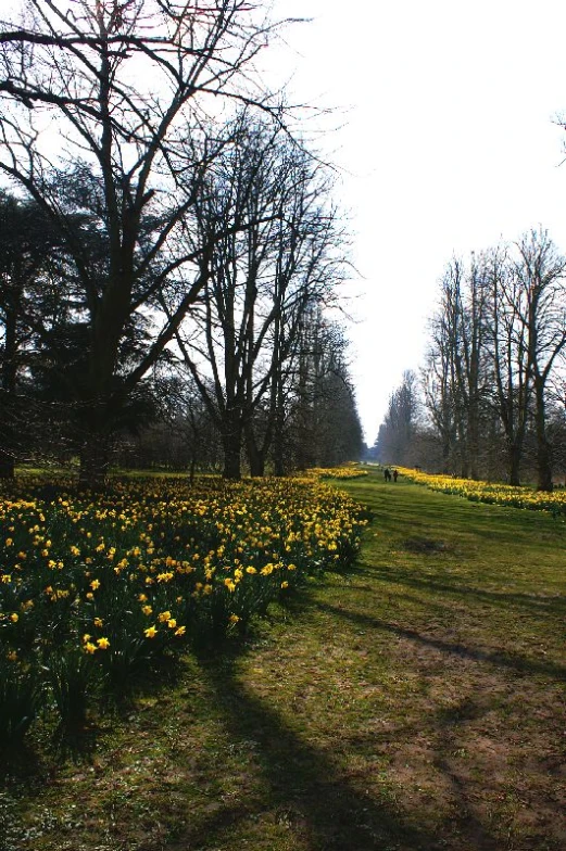 the flowers are blooming by the trees in this park