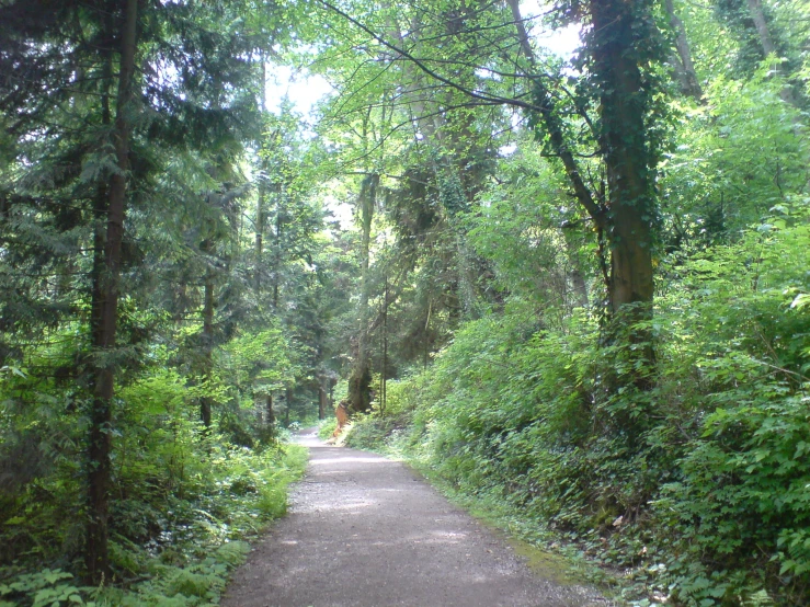 an image of a paved dirt trail in the woods