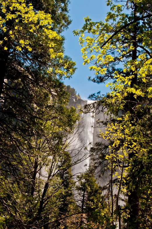 a few trees are in the foreground, and some white cliffs in the background