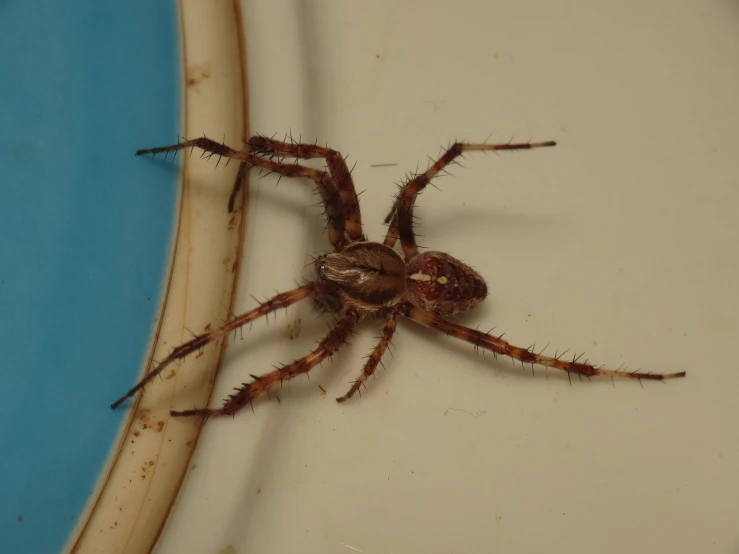 the brown spider is sitting on top of a blue plate