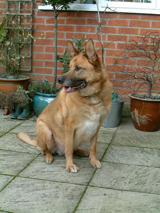 a dog sitting in front of a brick wall