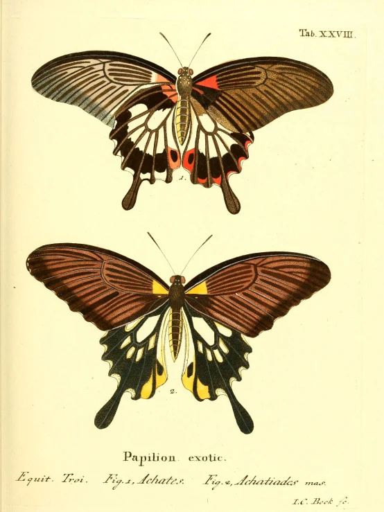 an antique book with a colorfully colored illustration of erflies