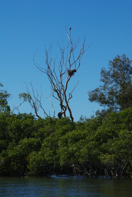 two birds sitting in the nest in a tree