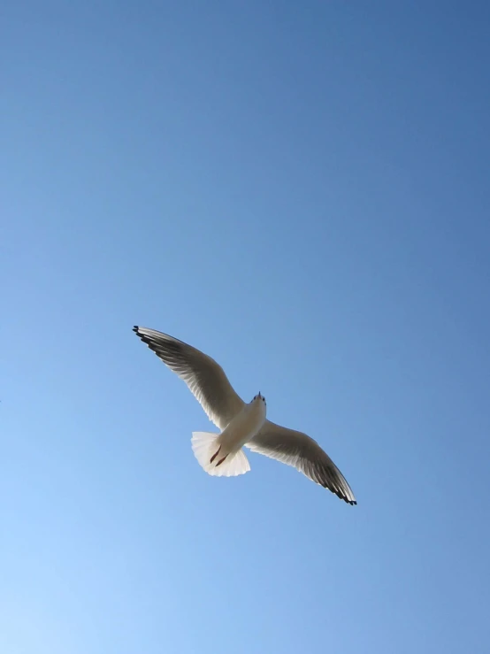 white seagull flying against a blue sky