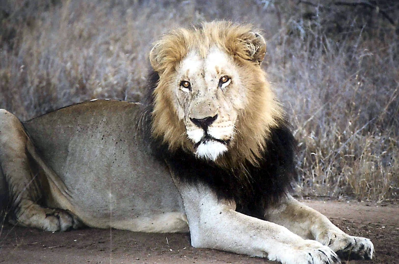 an adult lion sitting down in front of grass