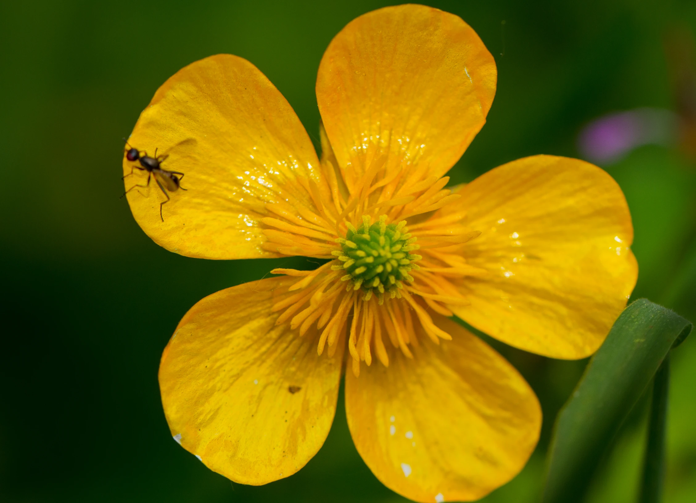 the small yellow flower is next to the insect