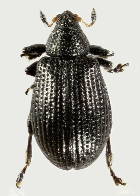 closeup of a black beetle with white background