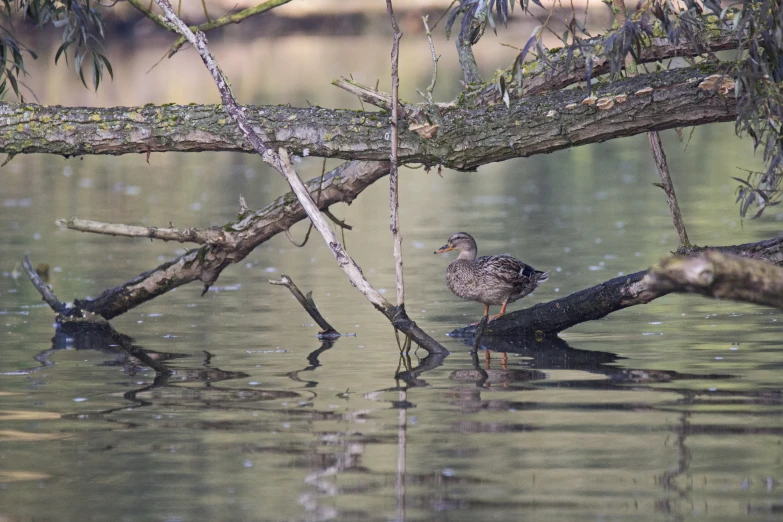 two ducks in a lake near a tree nch