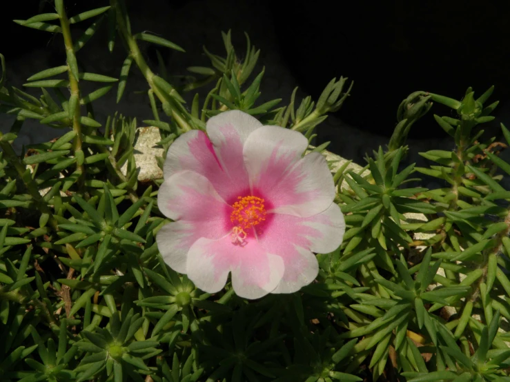 the pink flower is blooming near green leaves