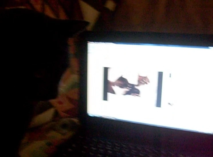 a cat that is laying down by the laptop