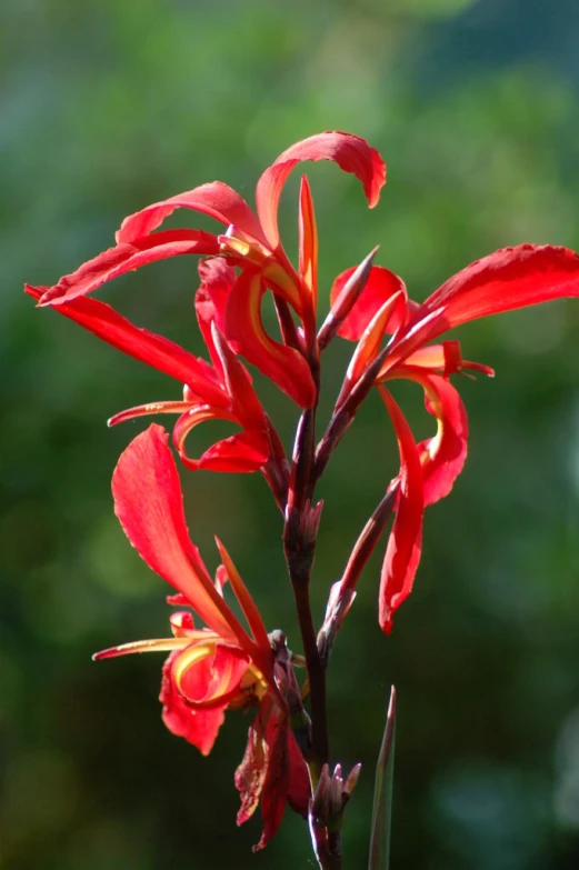 close up of bright red flowers against green foliage