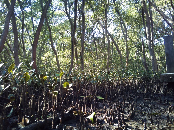 a view of a forest with plants in the sun