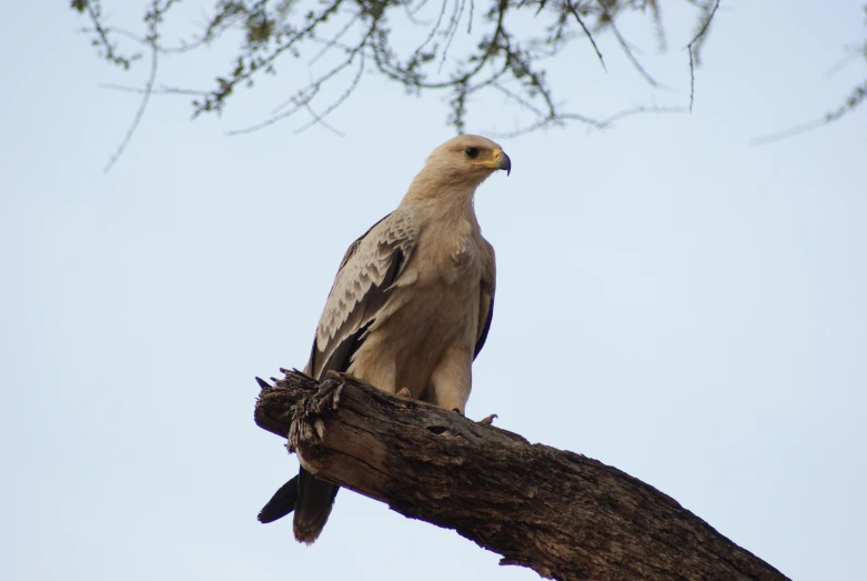 a close up of a very large bird perched on a nch