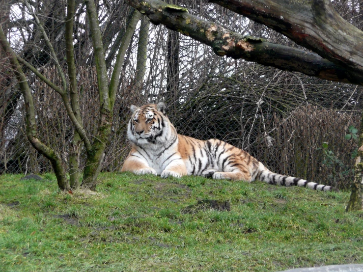 a tiger sitting in the shade of a tree