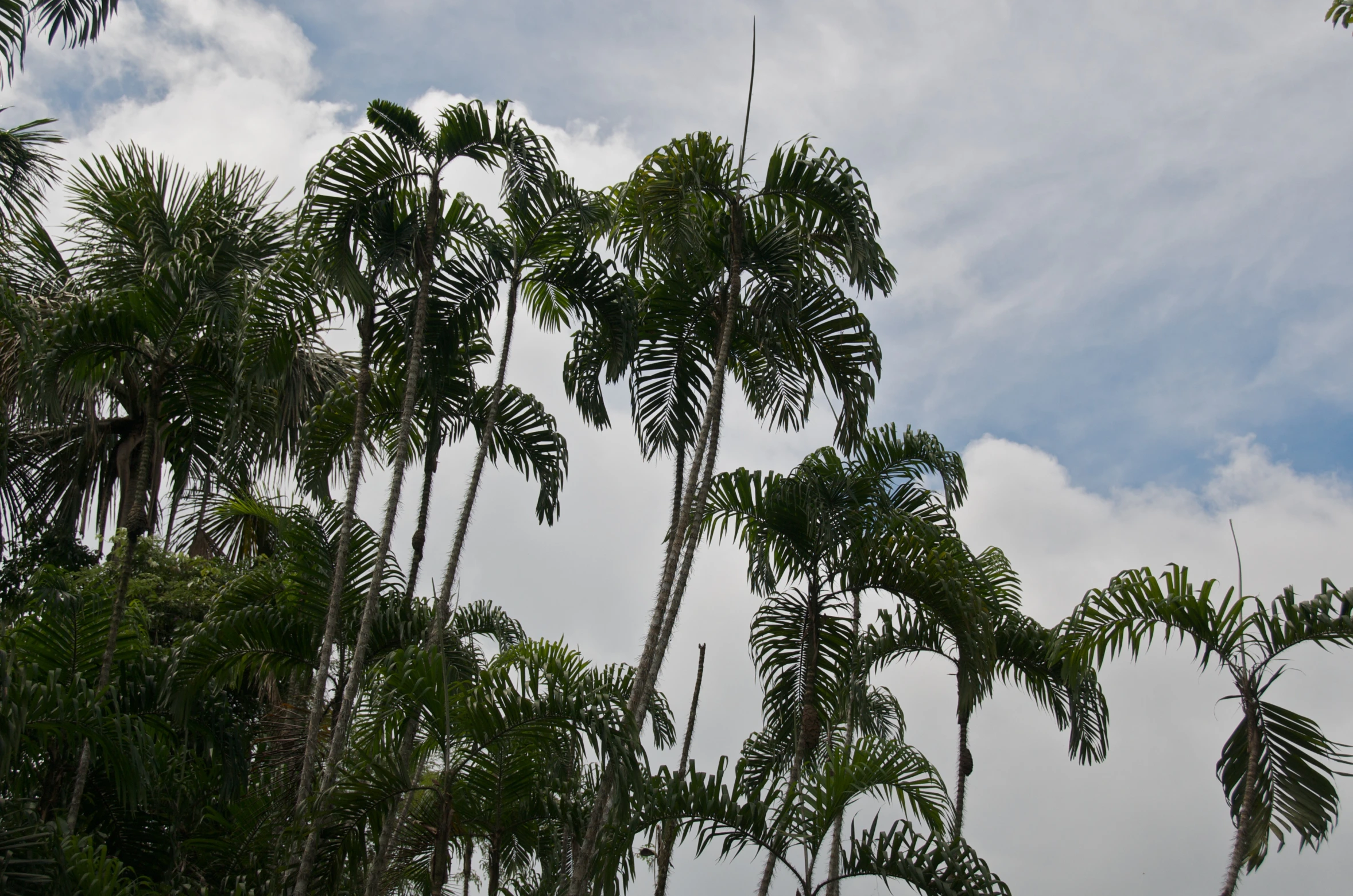 there are some palm trees standing tall against the sky