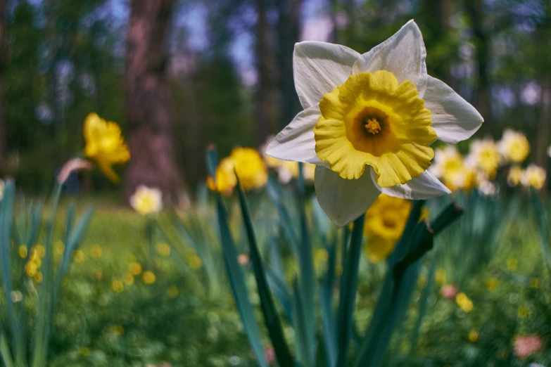 a bunch of yellow and white flowers sitting in the grass