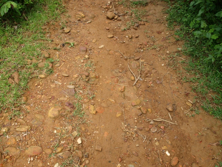 a couple of dirt roads that are next to some bushes