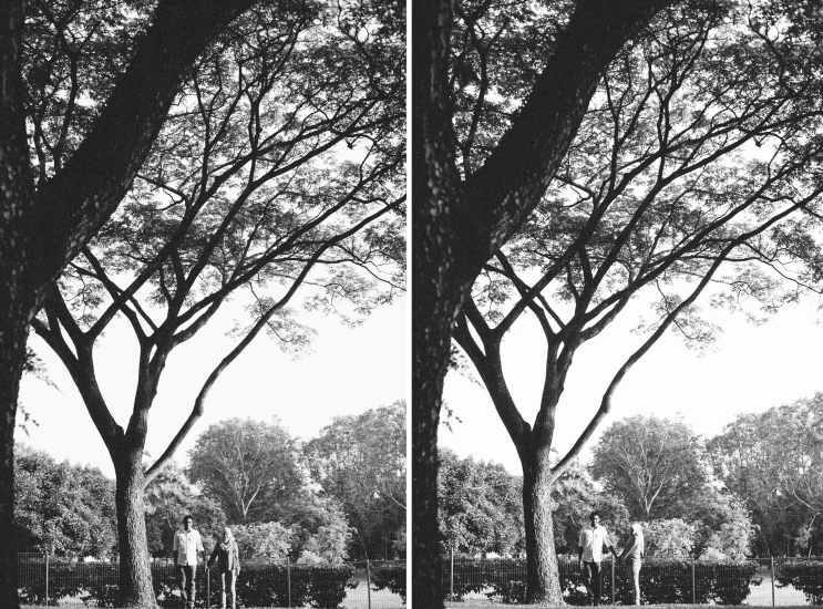 the tree line in front of an outdoor park