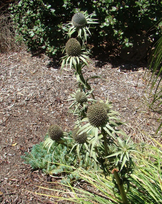 a close up of two plants with leaves