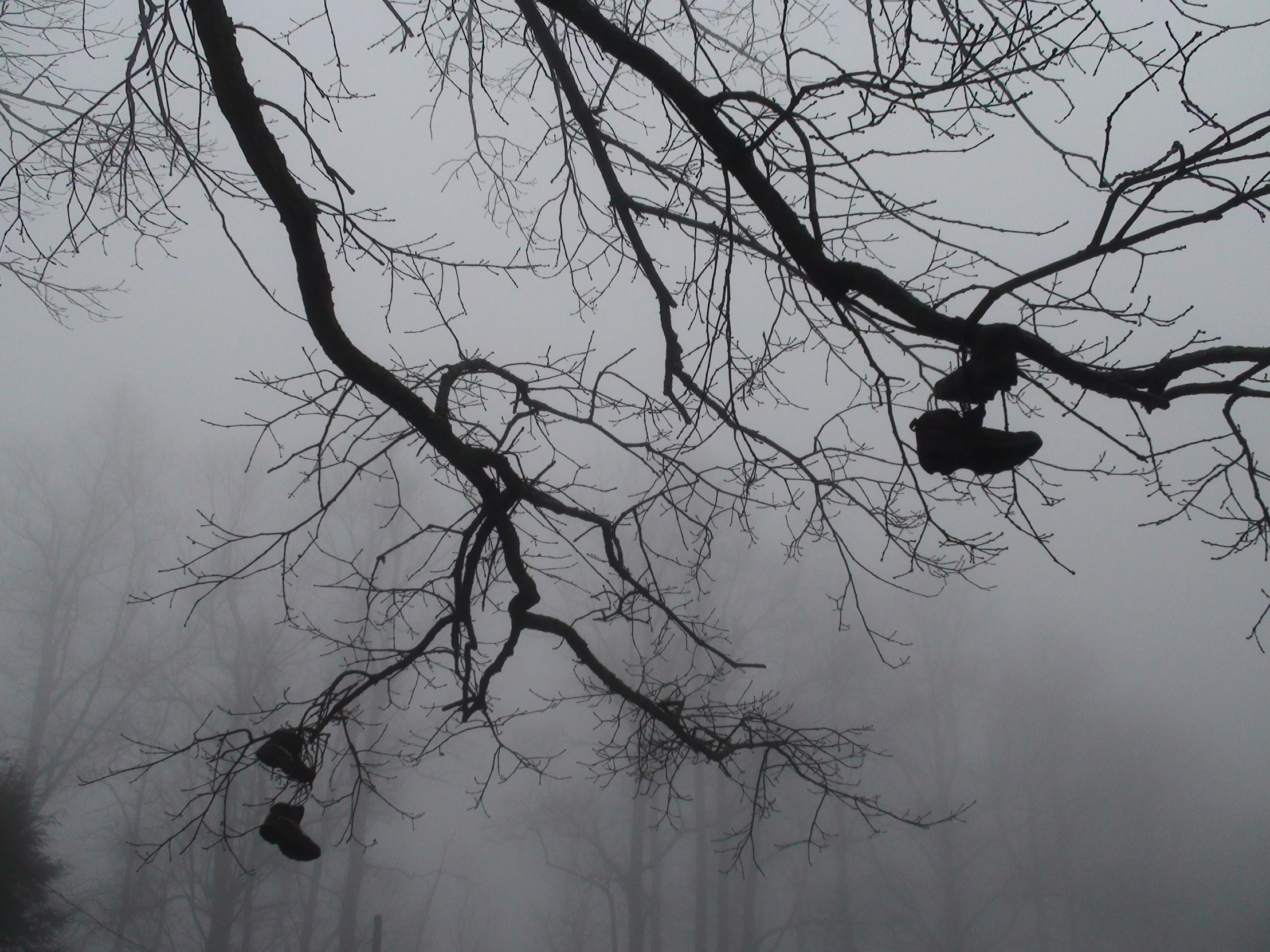 there is a small group of shoes hanging in the tree