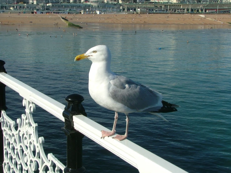 a seagull on a railing at the edge of a body of water