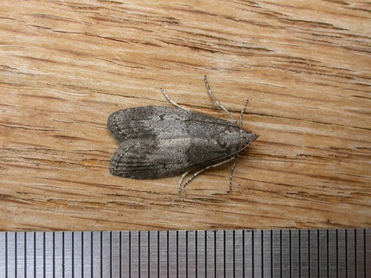 a moth sitting on top of a wood slab next to a ruler