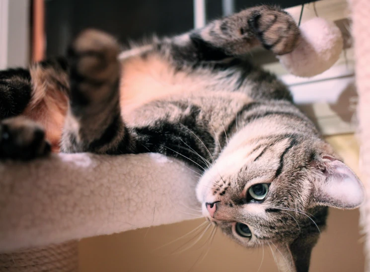 a cat lying on a scratching post outside