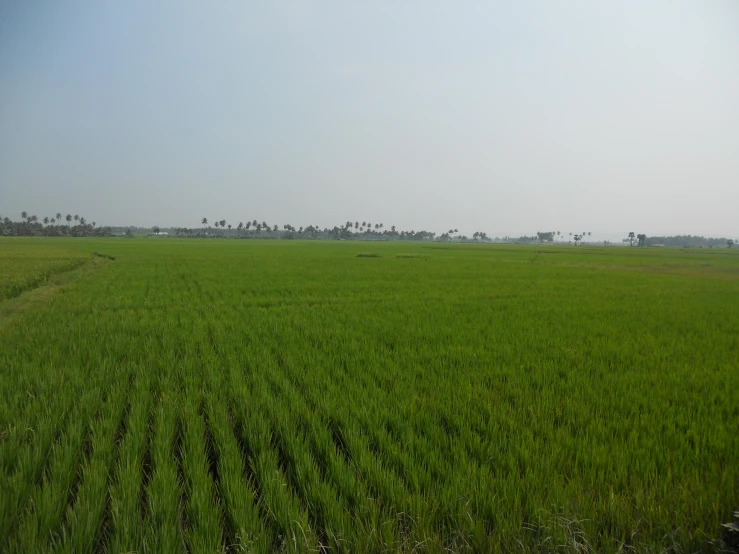 a field full of tall green grass under a blue sky