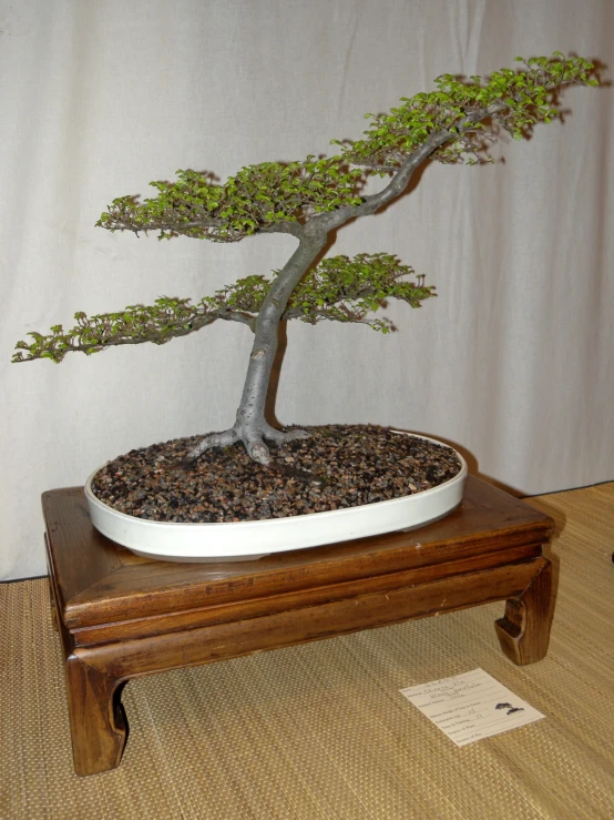 a bonsai tree sitting on top of a table