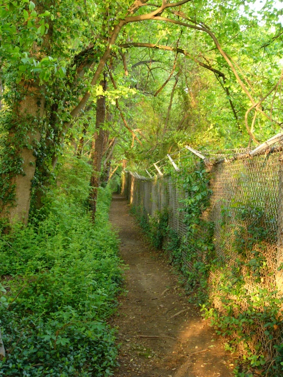 a walk way surrounded by greenery covered fences