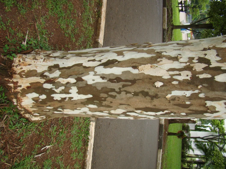 there is a tree with chipping paint on it