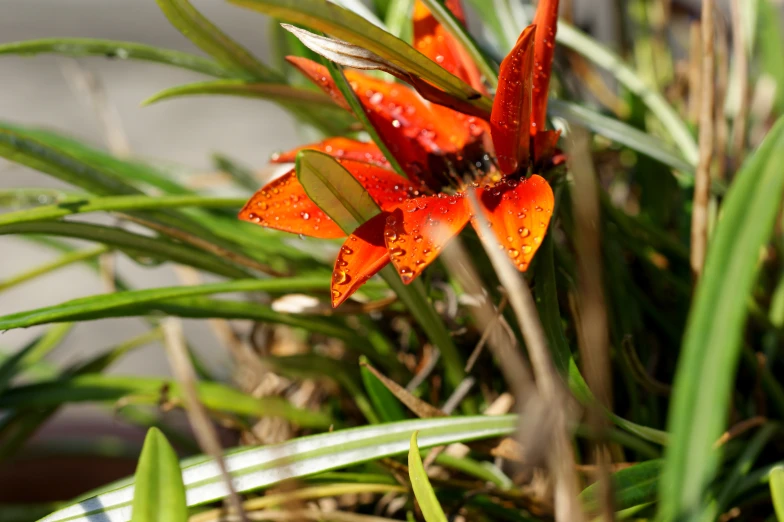 there is an image of a flower that is in the grass