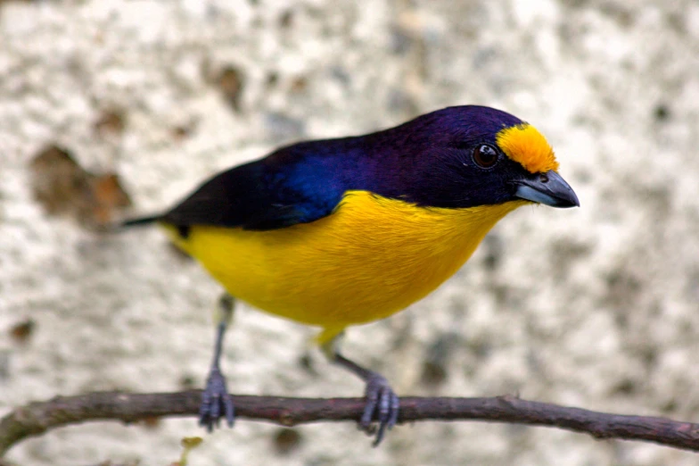 a yellow and blue bird sitting on a nch