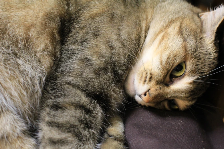 a close up of a cat laying on a pillow