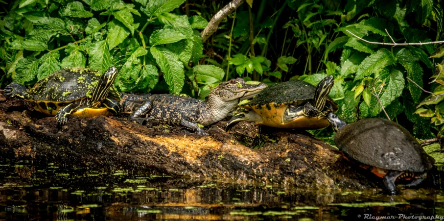 three turtles eating on the remains of an turtle pod