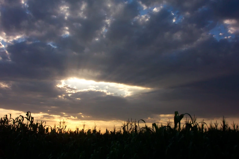 the sun shining behind some tall grass and a person