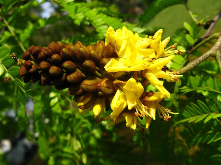 a close up view of a yellow flower