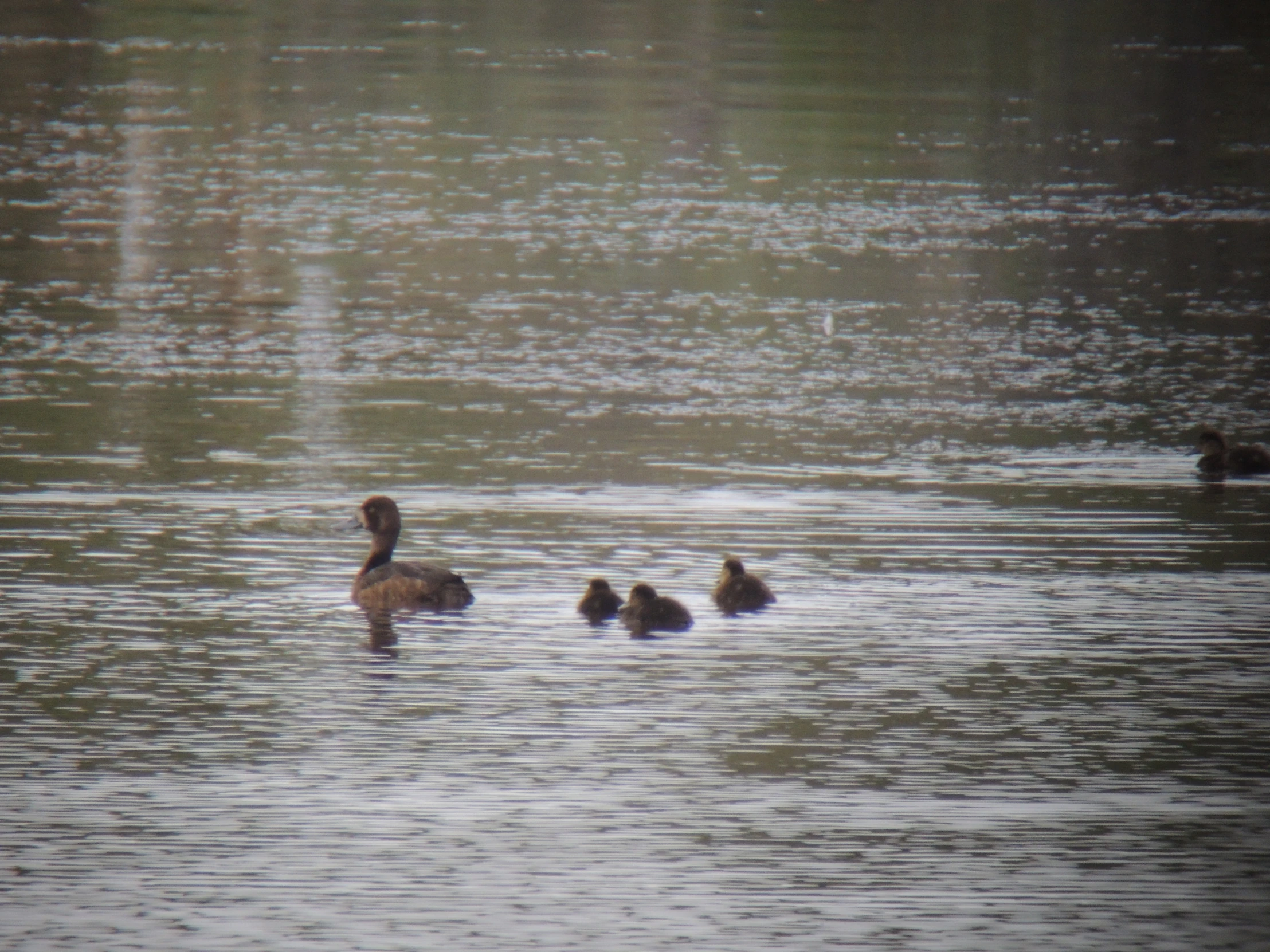 several ducks in the middle of the pond