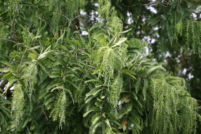tree limbs and leaves against a background of greenery