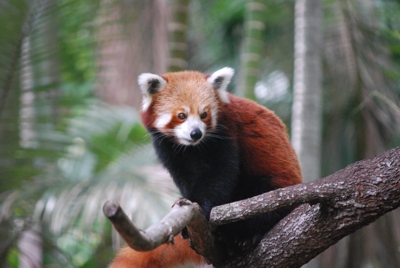 a red - bellied panda, sitting in a tree