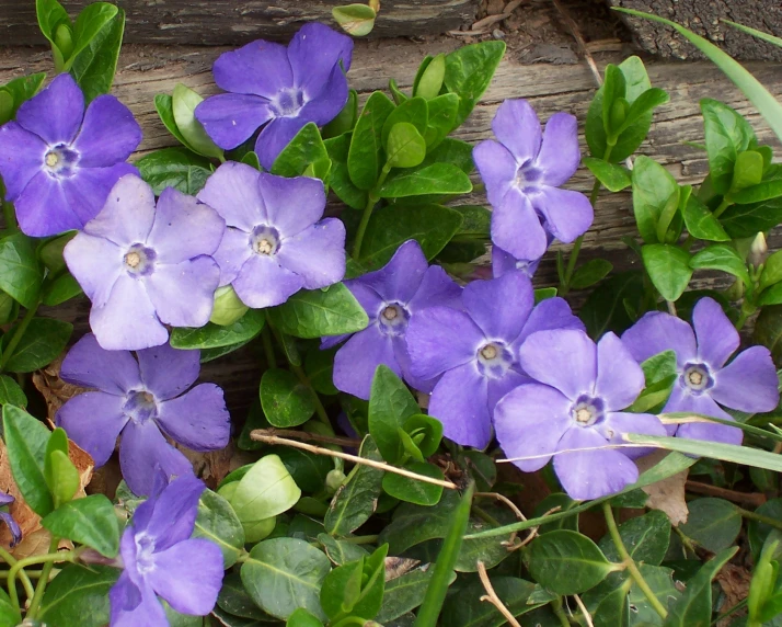 several purple flowers growing out of the ground